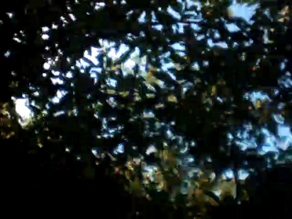 Narzeczony 60bpm melody