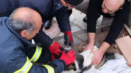 İtfaiye ekipleri kafasına zincir dolanan köpek için seferber oldu - ERZİNCAN