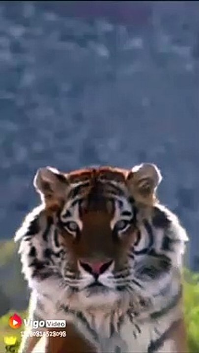 beautifull lion 