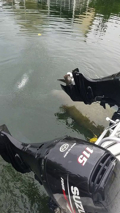 Manatee Takes a Shower