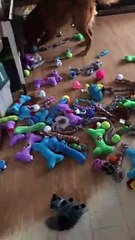 Santa Paws Came to Town