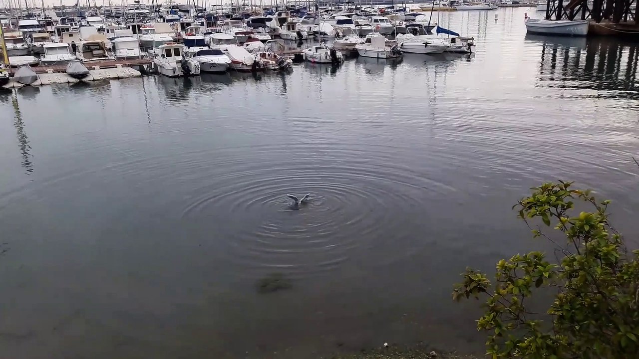 Octopus Eats Seagull in Southern Spain