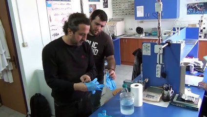 Balon balıklarından sağlık sektörü için ham madde üretildi - HATAY