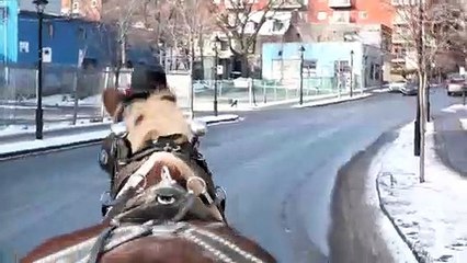 عربات الخيل تغيب قريبا عن المشهد في مونتريال