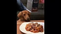 Gourmand, ce chien essaye d'attraper le parmesan rapé avant qu'il touche les pâtes !