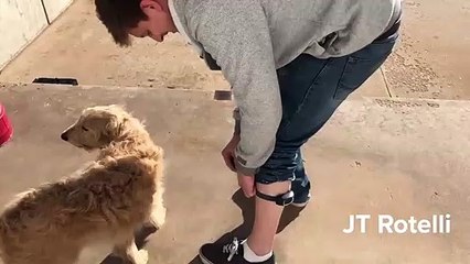 Mauvaise idée du jour : tester le collier électrique anti aboiement de son chien