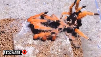 Cette énorme tarentule change de peau : mue impressionnante