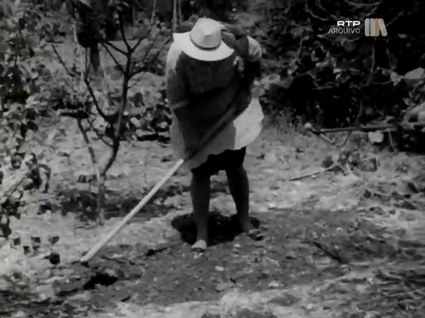 Cantos das Mulheres no Trabalho na década de 70 em Castelo Branco, Aveiro e Viseu