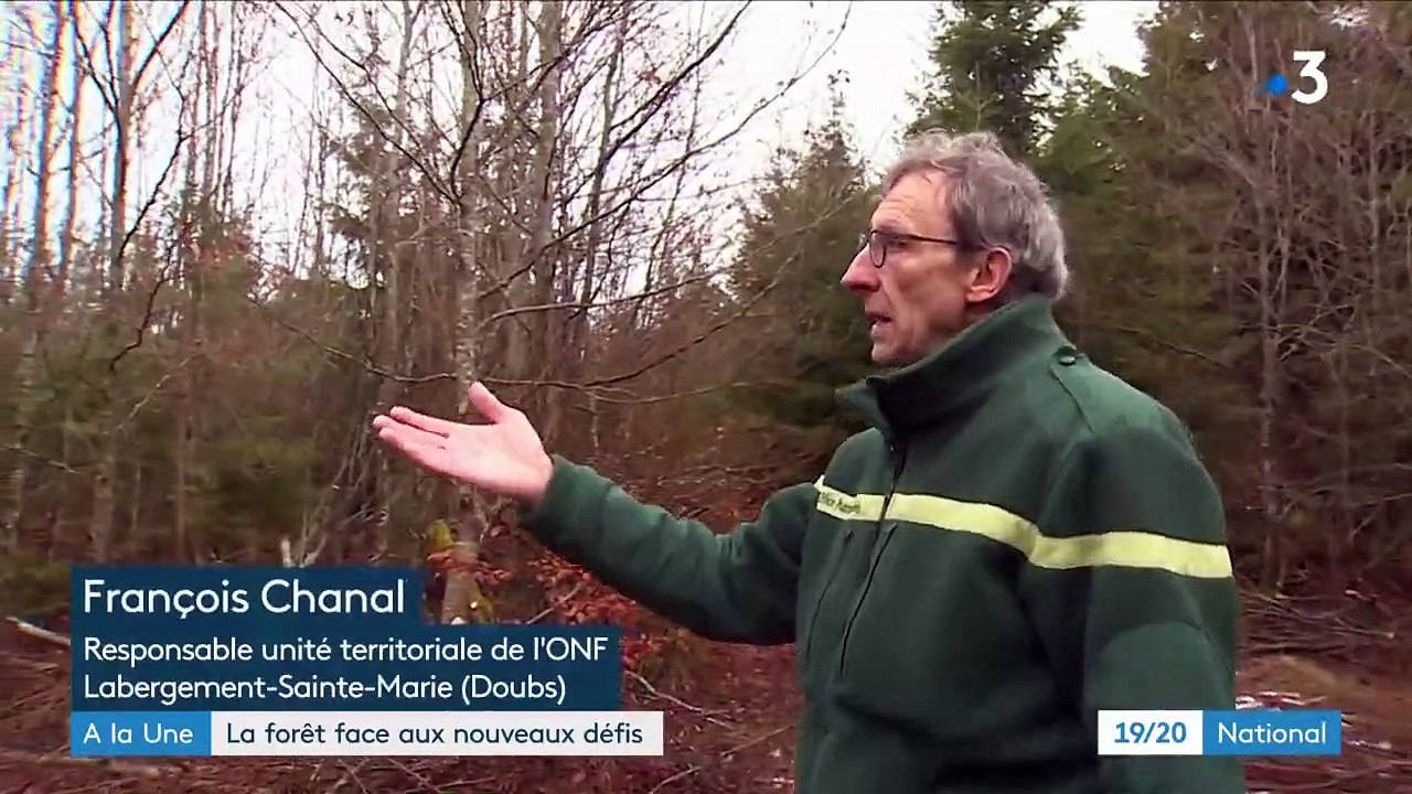 Environnement : les forêts face à un nouveau défi