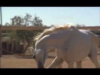 Tornado and the Kalahari Horse Whisperer
