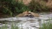 Skukuza - Sabie River Lion Buffalo Killing - Kruger National Park|Lion Killed Buffalo|Buffalo Vs Lion Fight | Kruger National Park South |Best Of Lion Attacks On Wild Animals