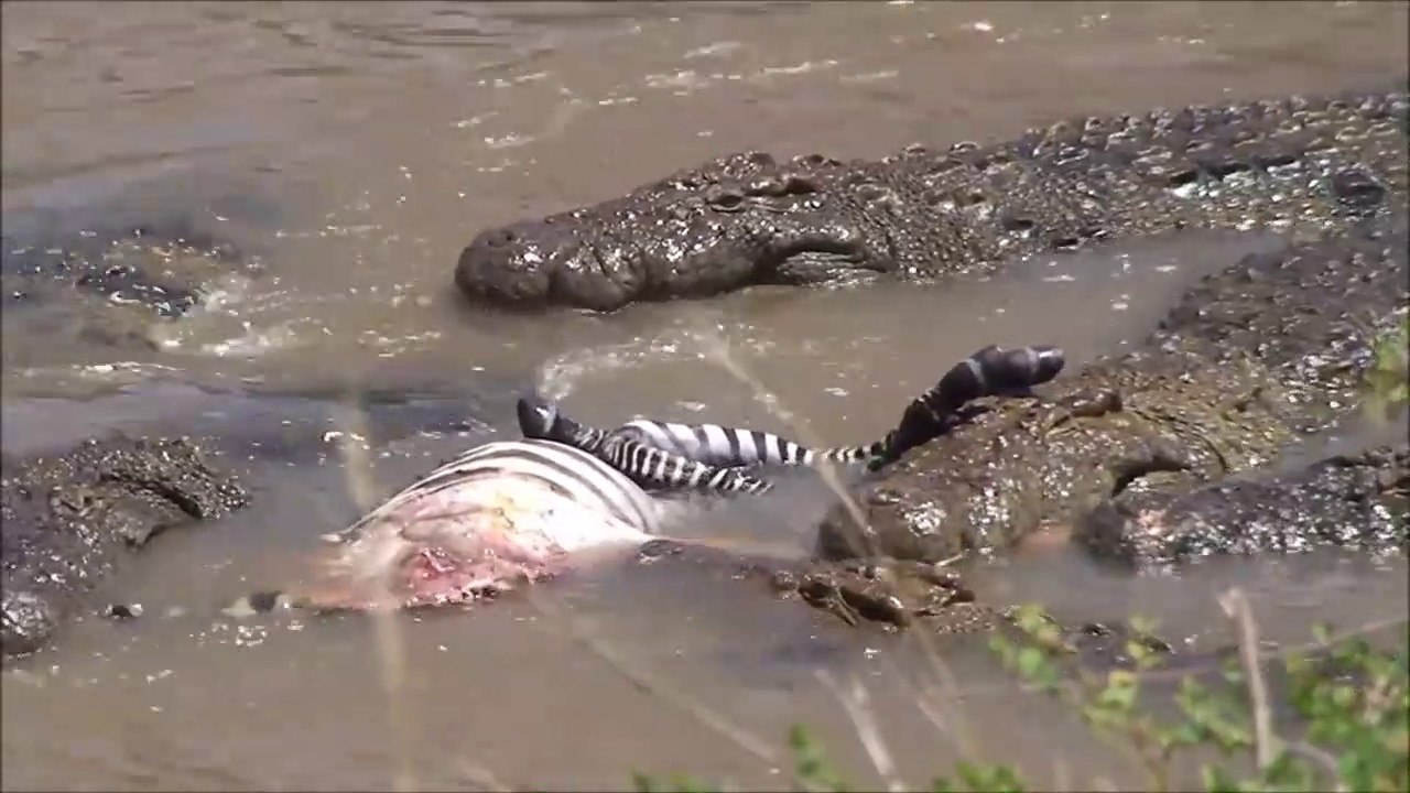 Crocodiles Taking A Zebra In the Mara River|Masai Mara River Migration Crocodile Attack Wildebeest |Migration Of Masai Mara River Crocodile Attac|Best of Masai Mara River Migration Kenya| Crocodile Attack Wildebeest In Mara River