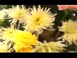 Velório em Família