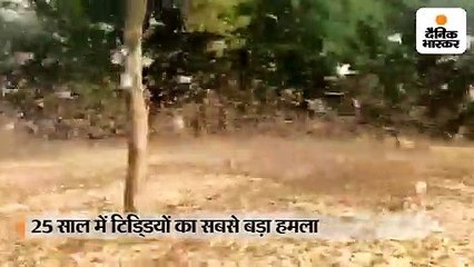 25 साल में टिडि्डयों का सबसे बड़ा हमला