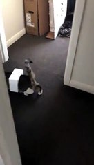 chat jouait dans le ventilateur de la tour puis marchait comme ça