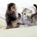 Petits chatons jouant - Little Kittens Playing