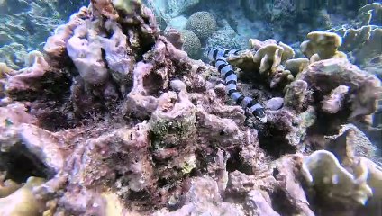 Face to Face with a Venomous Sea Snake