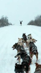 Moose Makes Way for Dog Sled Team