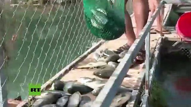 Miles de peces mueren en el río Éufrates en circunstancias misteriosas