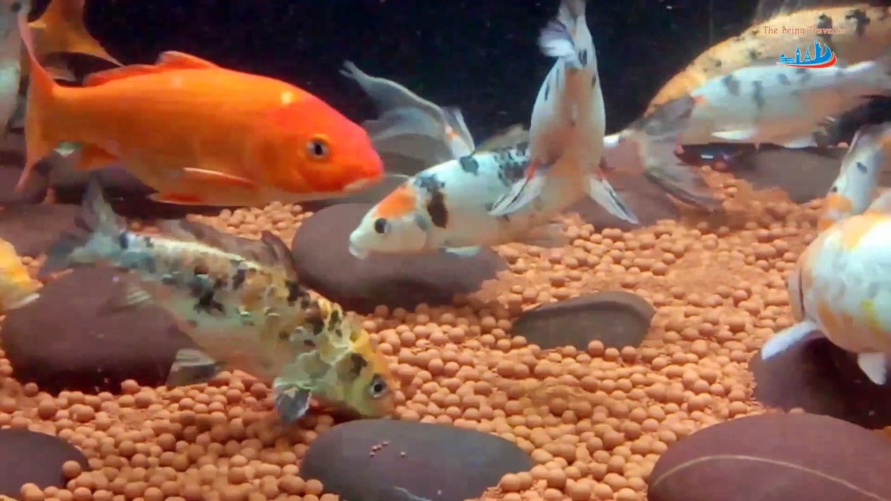 Aquarium surat 2