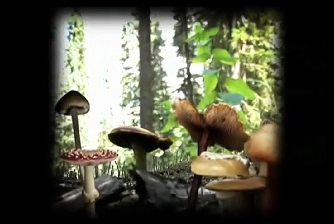 KNOW YOUR MUSHROOMS: Trailer