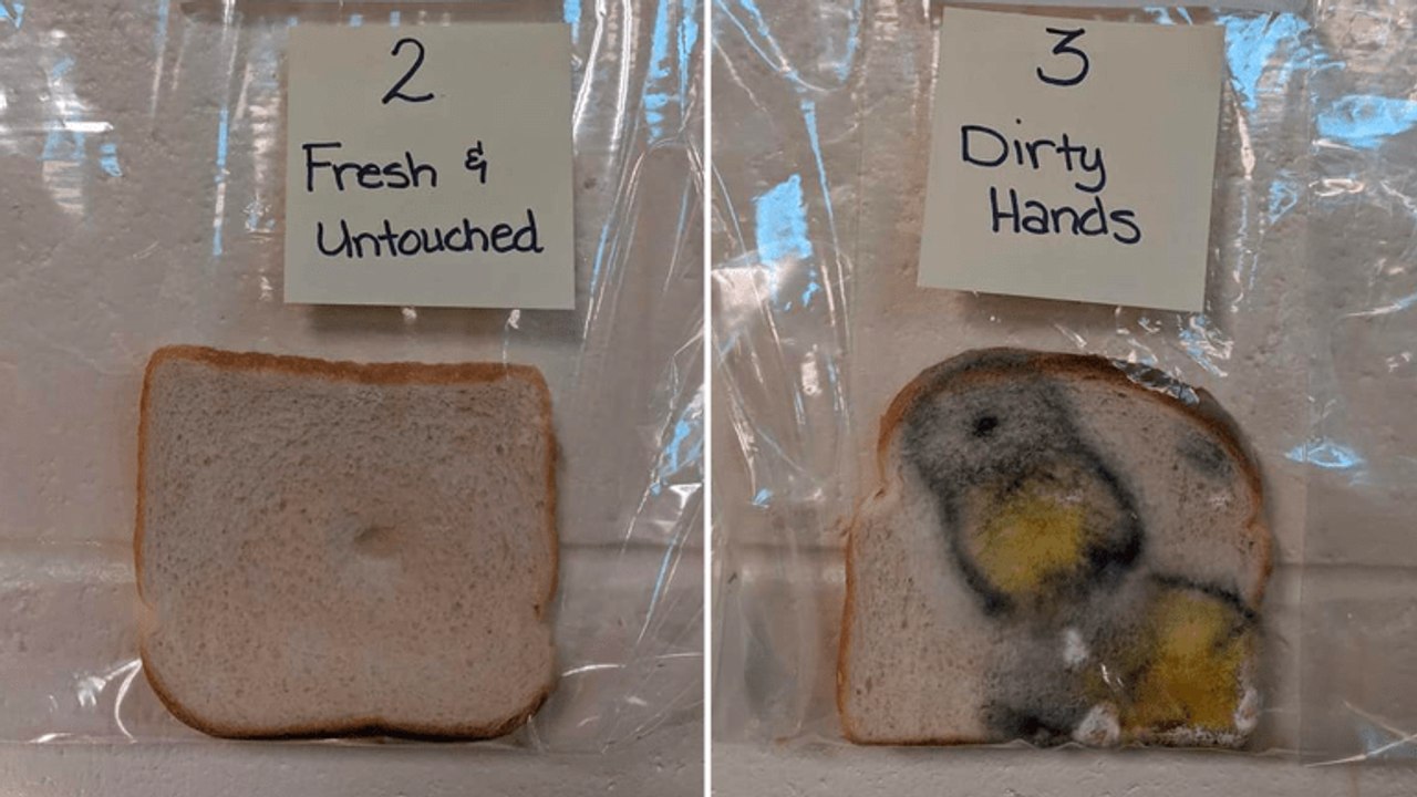 Une expérience toute simple qui montre l'importance de se laver les mains