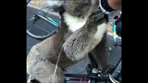 Un koala sediento reclama agua a un grupo de ciclistas en plena ola de calor en Australia