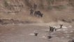 Mara Wildebeest Migration Crossing Masai Mara River Kenya |Crocodile Attack On Wildebeest In Mara River|Crossing Of Masai Mara River Migration Crocodile Attack Wildebeest