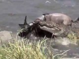 Crocodile Attack Wildebeest Masai River Migration | Never Smile At A Crocodile In River |Crocodile Is the Strongest Animal In World In Water