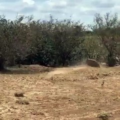 Tải video: Un léopard chassé par une phacochère