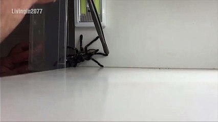 Comment attraper une grosse araignée