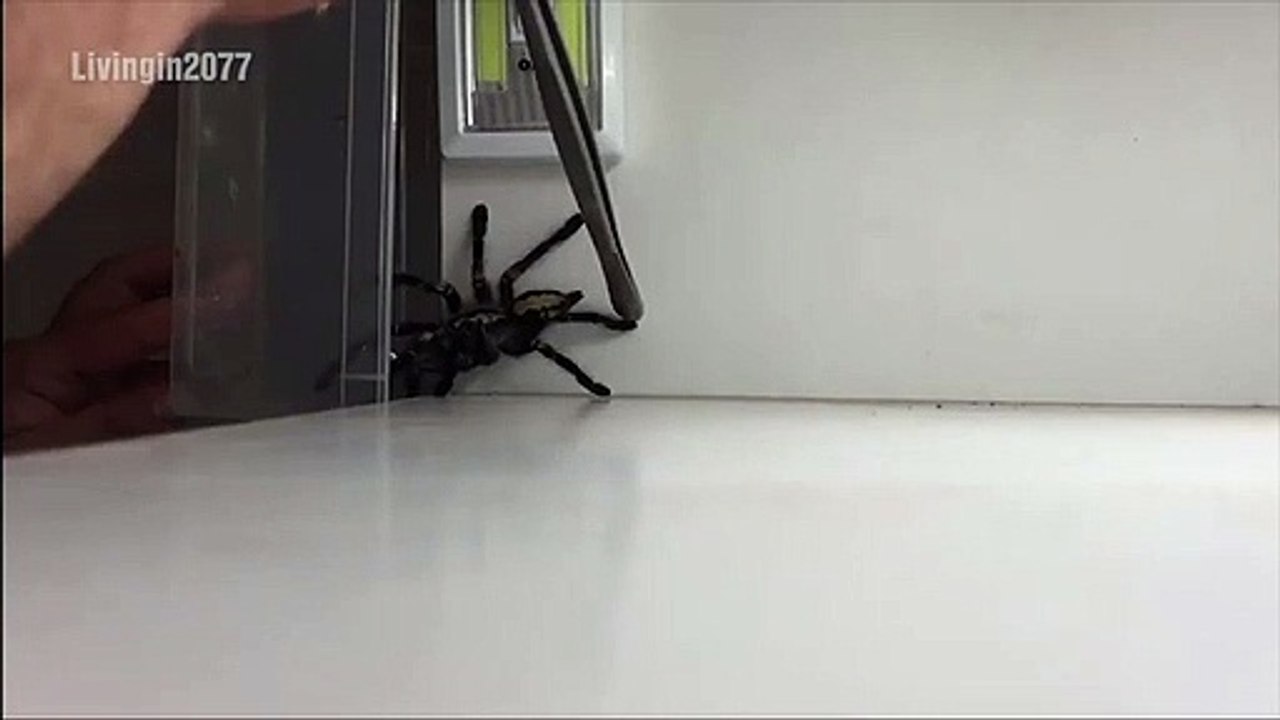 Comment attraper une grosse araignée