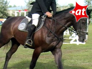 Jürgen Maier, Springreiten, Burgenland (2007-037)