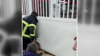 Hatay'da otomatik kapıya sıkışan köpek yavrusu kurtarıldı