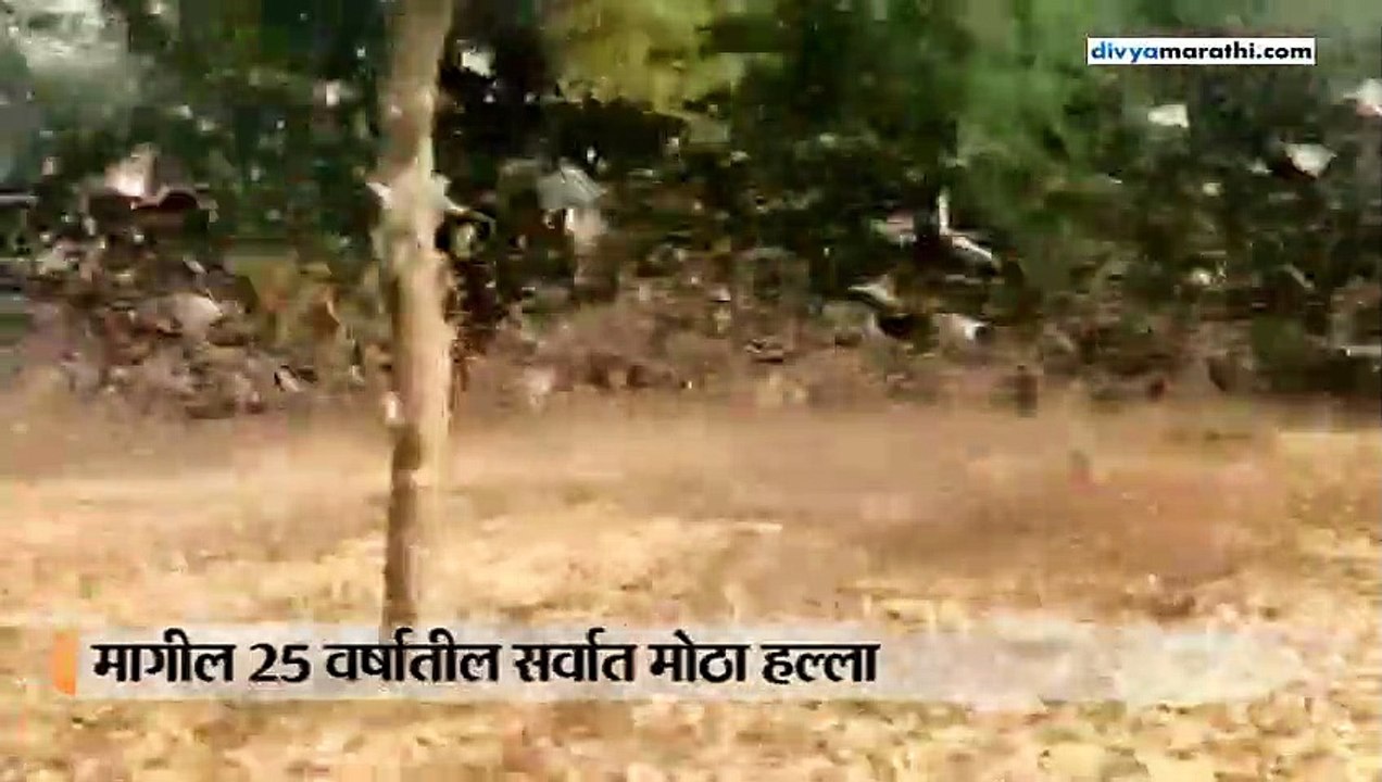 पिकांवर पाकिस्तानी किड्यांचा हल्ला, पिक वाचवण्यासाठी शेतकरी वाजवत आहेत भांडे