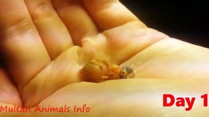 Finches Hatching Eggs Cute Baby Day 1 to 4... growth stages