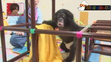 44★[프린짱] 침팬지 팡군의 딸
