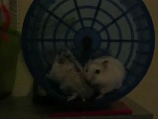 Hamsters débiles