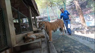 Tiger Temple | Tiger Kingdom Chiang Mai, Thailand