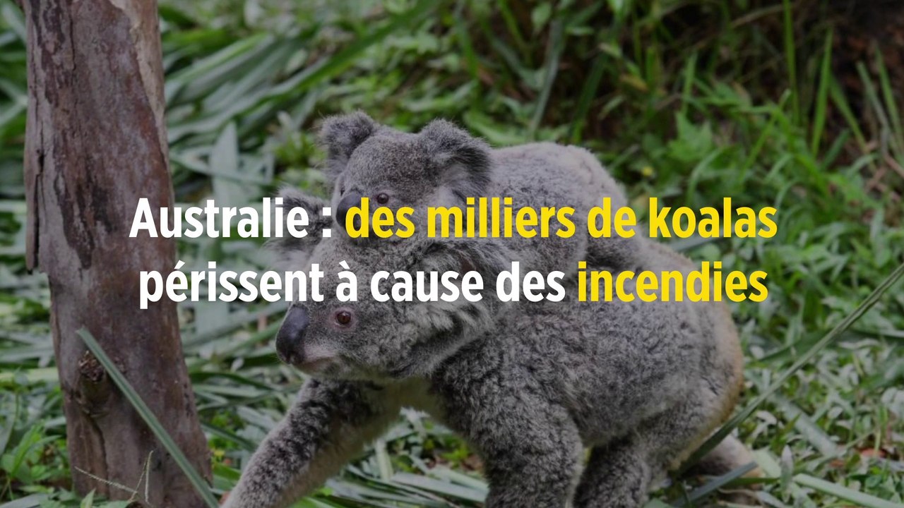 Australie : des milliers de koalas périssent à cause des incendies