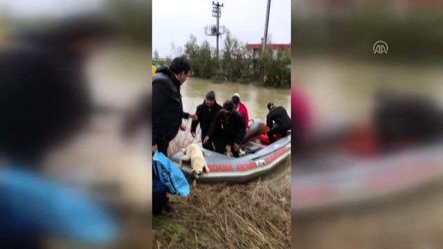 Su baskını nedeniyle evlerinde mahsur kalan çift ve köpekleri botla kurtarıldı - ADANA