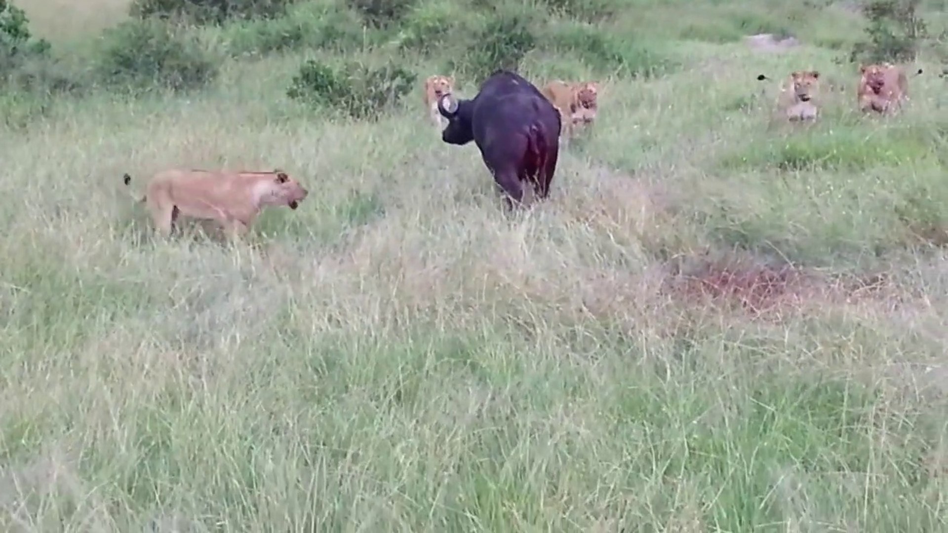 fjols Forhåbentlig Monopol The buffalo Hunt In Masai Mara River Kenya |Lion Pride Attack Cape Buffalo  In Masai Mara National Reserve |Best Of Lion Attacks |Lions Killing Cape  Buffalo - video Dailymotion