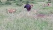 The buffalo Hunt In Masai Mara River Kenya |Lion Pride Attack Cape Buffalo In Masai Mara National Reserve |Best Of Lion Attacks |Lions Killing Cape Buffalo