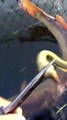 Ce pecheur retire d'énormes parasites de ce poisson : lamproies