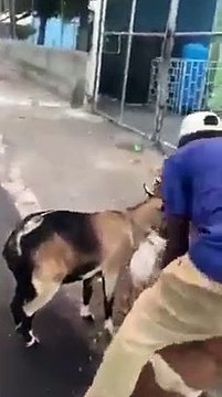 Il sauve une chèvre en lui faisant du bouche à bouche...héros du jour