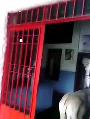 Los bomberos venezolanos que bromean con un un burro al que llaman Maduro