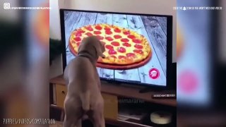 Cute and Funny Dog Moments Compilation 2020