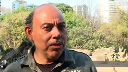 Zoológico mexicano presenta a una jirafa bebé