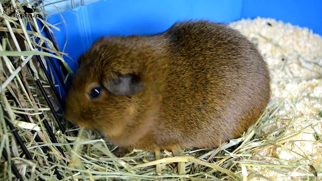 HASTA SIEMPRE MISAKI | ANUNCIO DE LA MUERTE DE MI COBAYA MISAKI Y DESPEDIDA | LA GATA VEGANA