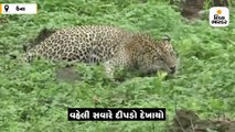 રામનગરના ખારા વિસ્તારમાં વહેલી સવારે મારણ કરીને મિજબાની માણતો દીપડો દેખાયો